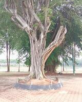 un fresco, tropical verdor paisaje foto