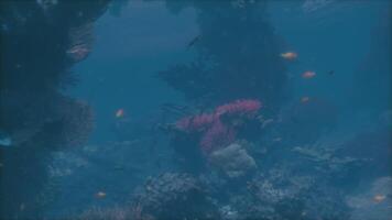 een koraal rif met klein vis zwemmen in de omgeving van het video