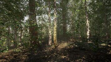 uma hipnotizante bétula floresta com uma multidão do imponente árvores video