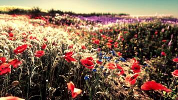 un vibrante campo de rojo y púrpura flores video