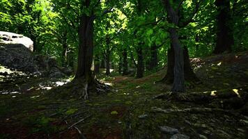 A dense and vibrant green forest with a multitude of towering trees video