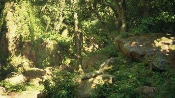 A stream running through a lush green forest video