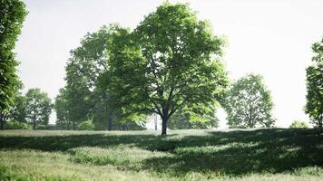 une serein paysage avec des arbres et une herbeux champ video