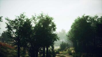 A foggy dirt road surrounded by trees video