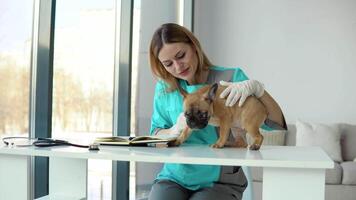 mulher veterinário inspeciona uma francês buldogue dentro veterinário clínica. médico negócios. veterinário remédio conceito video