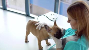 donna veterinario ispeziona il cane nel veterinario clinica video