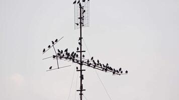 Flock of Starling Birds Perched on Vintage Television Antenna Footage. video