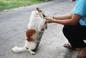 Women training dog on the street. photo
