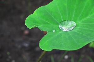 Water drops on green leaf. photo