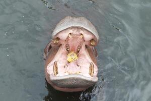 hipopótamo abierto boca esperando para comida en el agua. foto