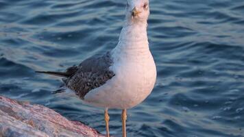 seul mouette perché sur une des pierres à le bord de mer video