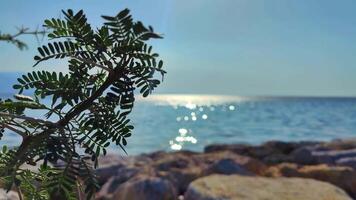 Glittering Ocean Visible Behind Green Plants on the Beach video