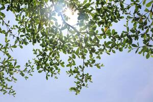 The green leaves, backdrop are the blue sky and the sun. photo