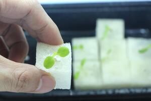 Hydroponic method of growing vegetables. Man's hand hold sponge with Plant. photo