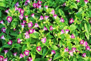 Bluewings or Torenia or Wishbone flower in garden. Top view of beautiful plants for background. photo