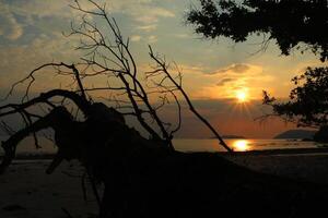 silueta de arboles y puesta de sol en mar. foto