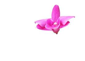 Pink orchid isolated on white background with clipping path. photo