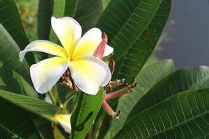 Bloom and bud plumeria or frangipani flower. photo