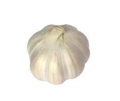 Garlic with shadow isolated on white background with clipping path. photo