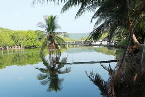 Coconut trees lean down to the river. photo