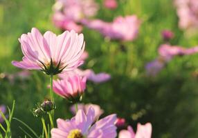 Buds and blooming Sulfur Cosmos in field. Bottom view of beautiful flowers in garden. photo