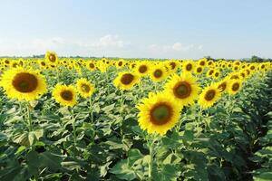 Sunflowers facing the sun in the morning. Yellow flowers in the garden. Green leaves. Blue sky with cloud. photo