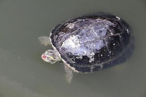 The turtle is in the canal and it has bleeding on the nose. photo