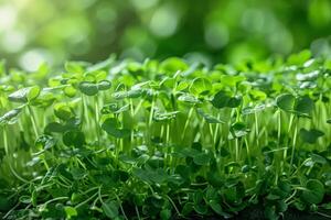 AI generated Lush microgreens, close-up, healthy eating concept photo