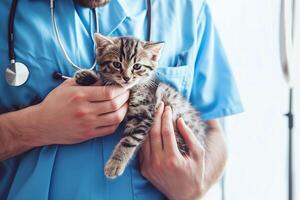 ai generado veterinario participación un atigrado gatito en su manos. animal cuidado concepto foto