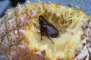 Dynastinae or stag beetle are eating pineapple gourmet. photo