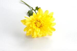 Yellow Chrysanthemum bloom and rain drops isolated on white background. photo