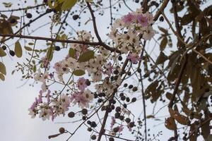 Queen's flower, Queen's crape myrtle or Lagerstroemia macrocarpa wall on sky background. photo