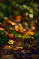 Moss and leaves and small mushroom in sunshine in deep forest photo