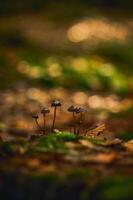 Moss and leaves in sunshine in deep forest photo