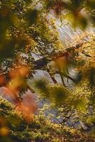 Fallen Tree over water with autumn leaves photo