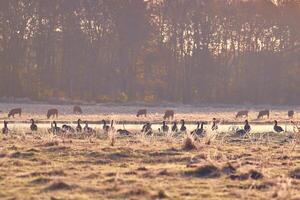 Wild geese resting in the sun on a field photo