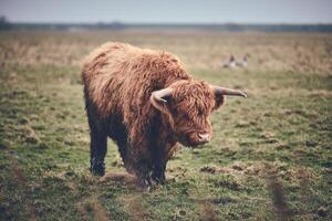 Highland beef standing on green field photo