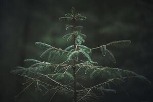 small conifer in dark green forest photo