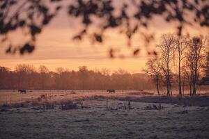 Cold Morning countryside winter in Germany photo