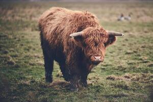 escocés tierras altas carne de vaca en pie en verde campo foto