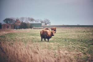 Highland Cattle grazing on field photo