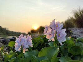 Beautiful Common Water Hyacinth or Eichhornia crassipes flowers photo