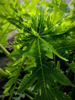 Green papaya leaves in close up shot photo