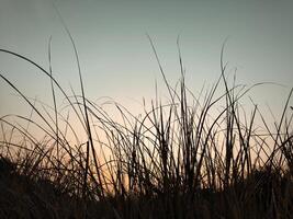 Grass with sky background in the evening at sunset photo