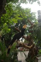 King hornbill perched on a tree photo