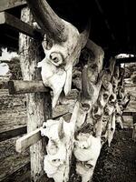 Ornament of a bull's head skulls in Baluran National Park, Banyuwangi, Indonesia photo