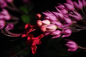 Beauty bush flower or Clerodendrum thomsoniae for background wallpaper photo