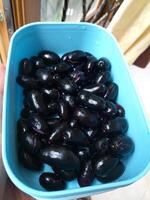 Jamblang or duwet or juwet or java plum or jaam or jamun or black jam or giant duhat on green bowl in isolated background in white. Tangerine and sweet taste. photo