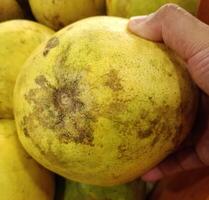 fresh giant orange fruit photo