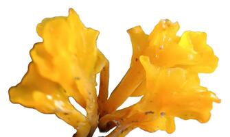 a yellow mushroom photo
